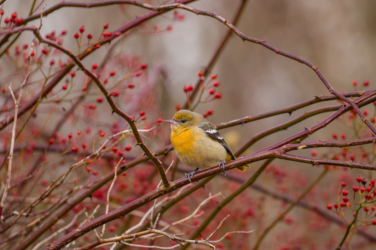 Baltimore Oriole - Nova Scotia Bird Records