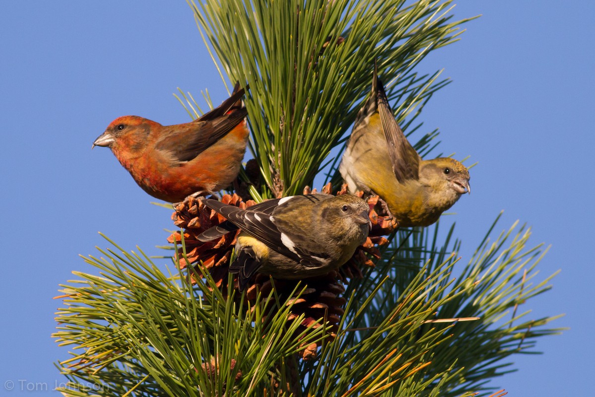 White-winged Crossbill - ML192646051