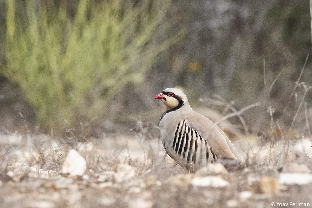 Chukar - Yoav Perlman