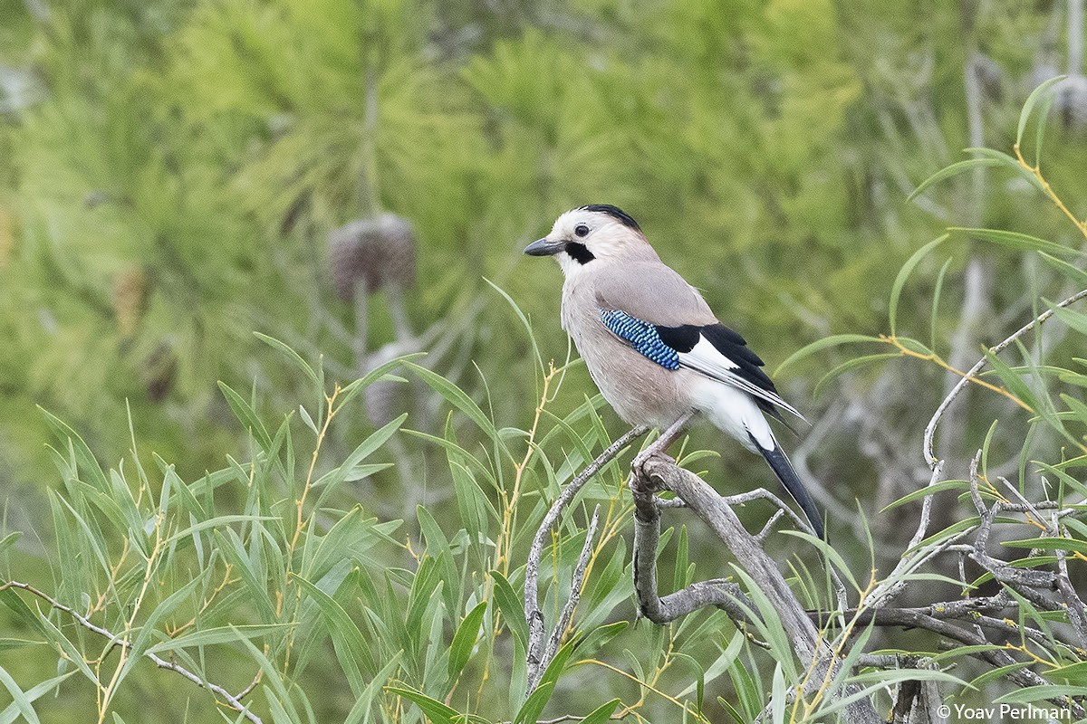 Eurasian Jay (Black-capped) - ML192647261