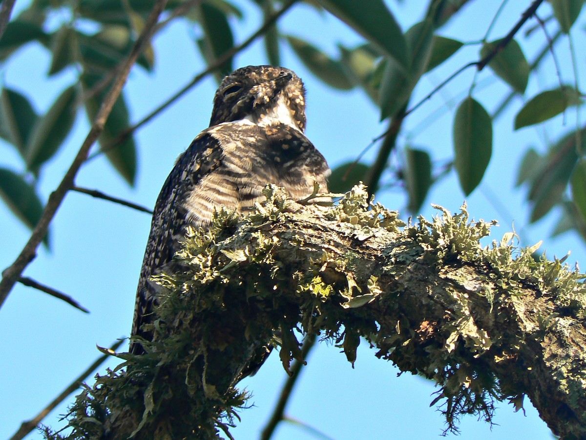 Common Nighthawk - ML192648261