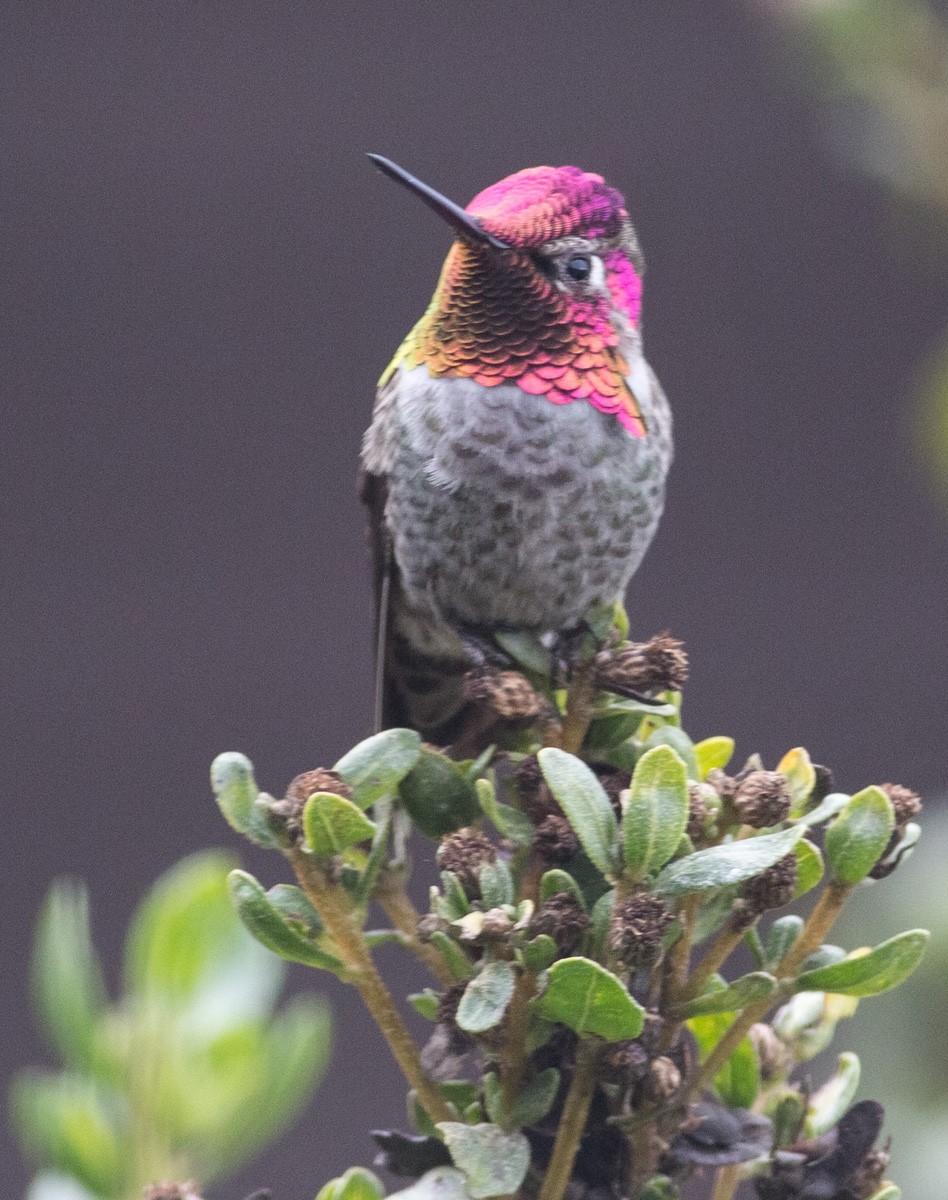 Anna's Hummingbird - Christine Pechal