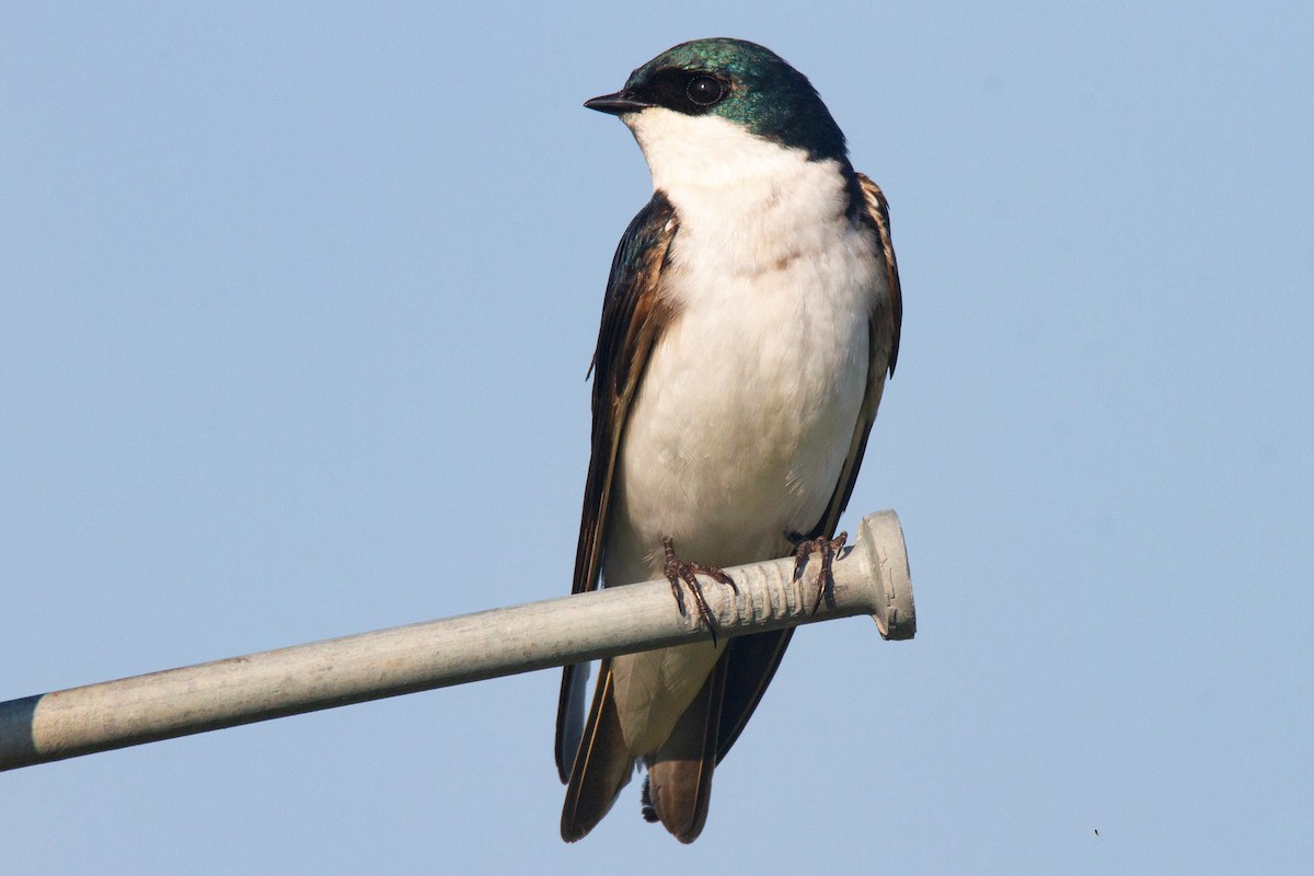 Tree Swallow - Mitch (Michel) Doucet