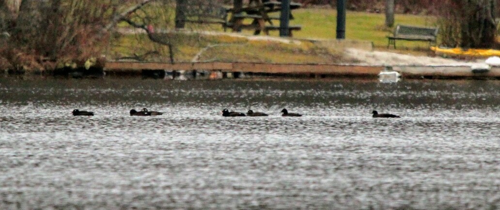 White-winged Scoter - ML192653831