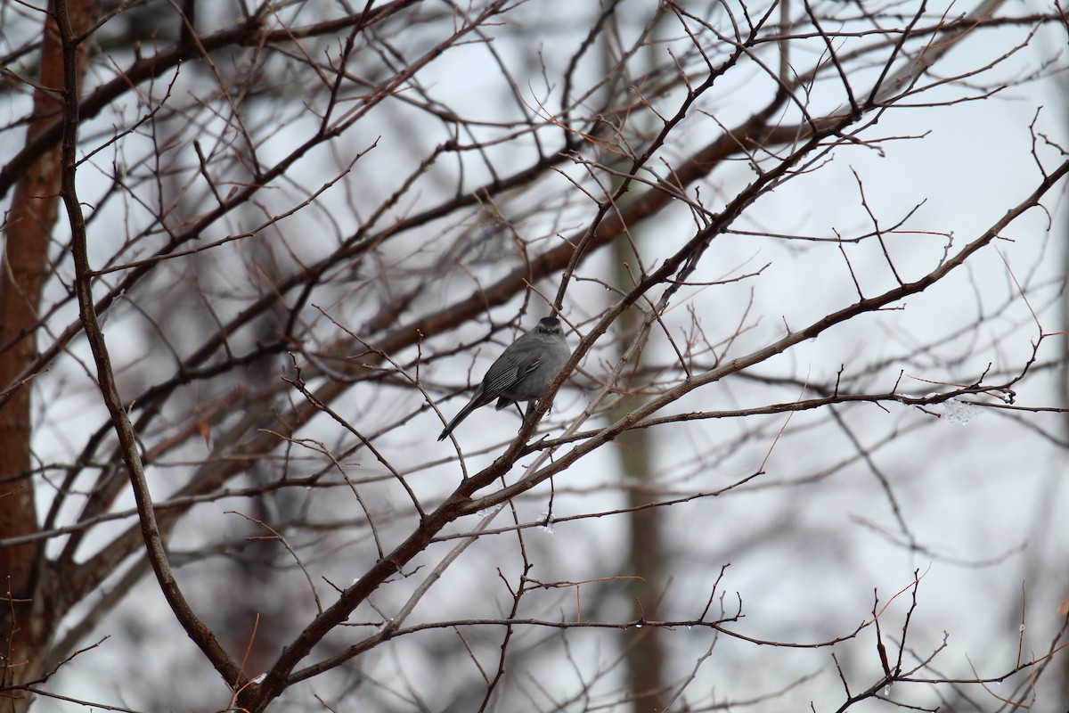 Gray Catbird - T Remy