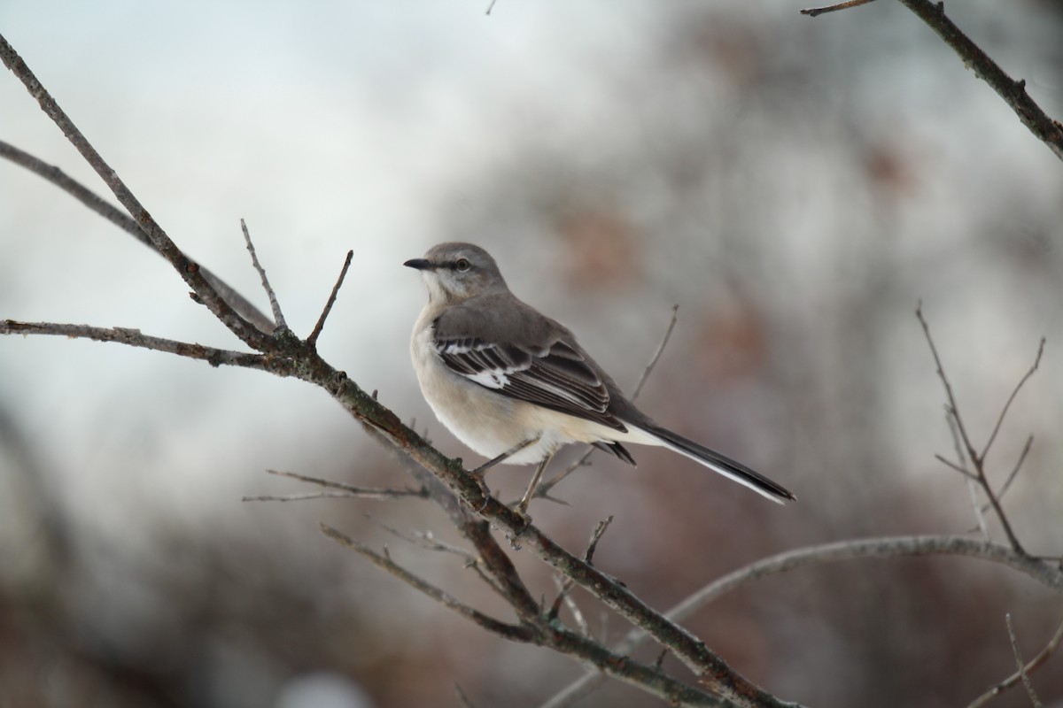 Northern Mockingbird - ML192655241