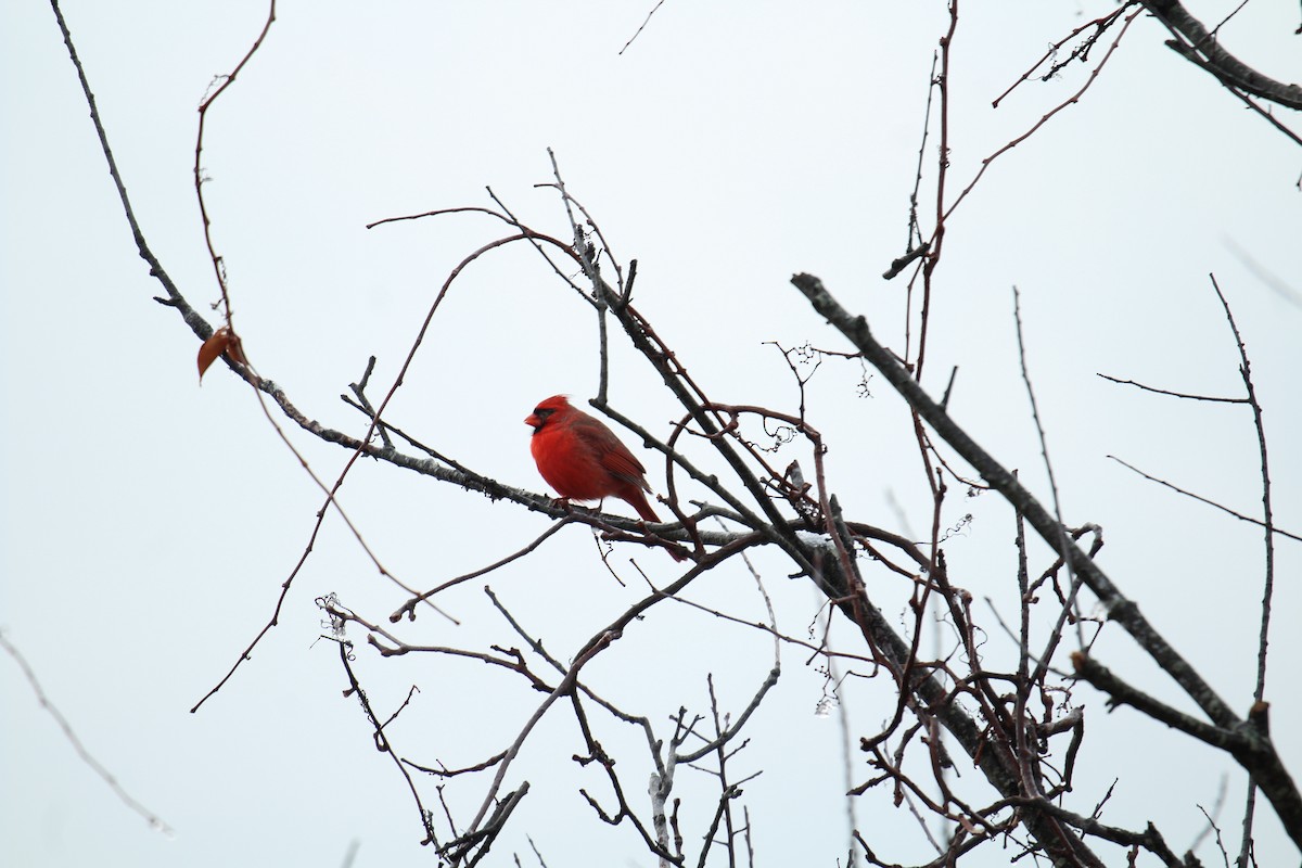 Cardinal rouge - ML192655391