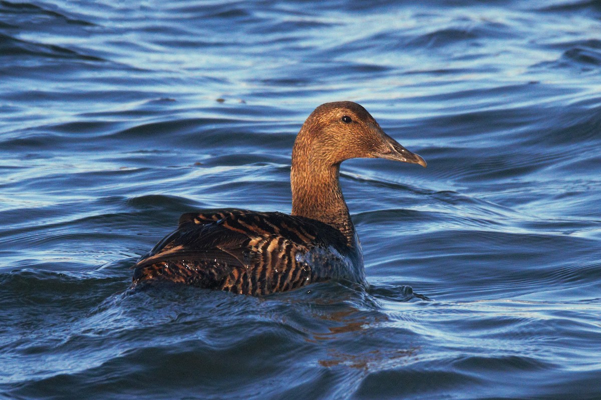 Common Eider - ML192658111