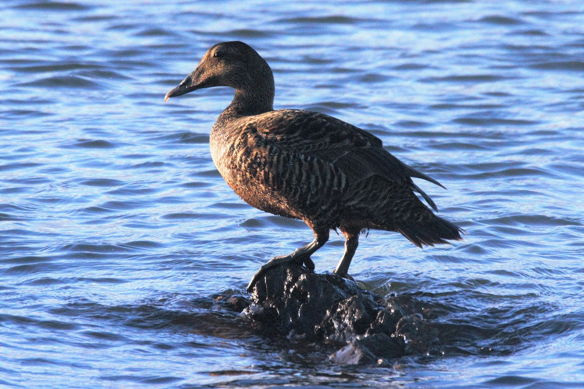 Common Eider - ML192658121