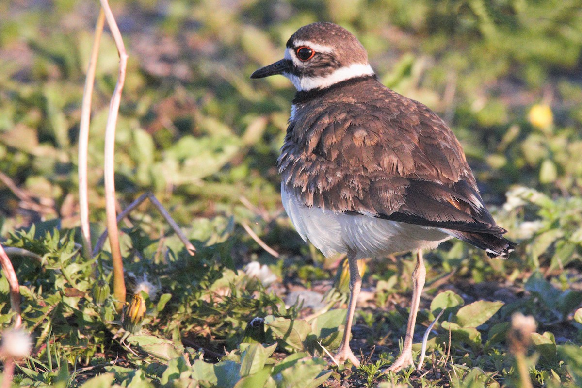 Killdeer - ML192658161