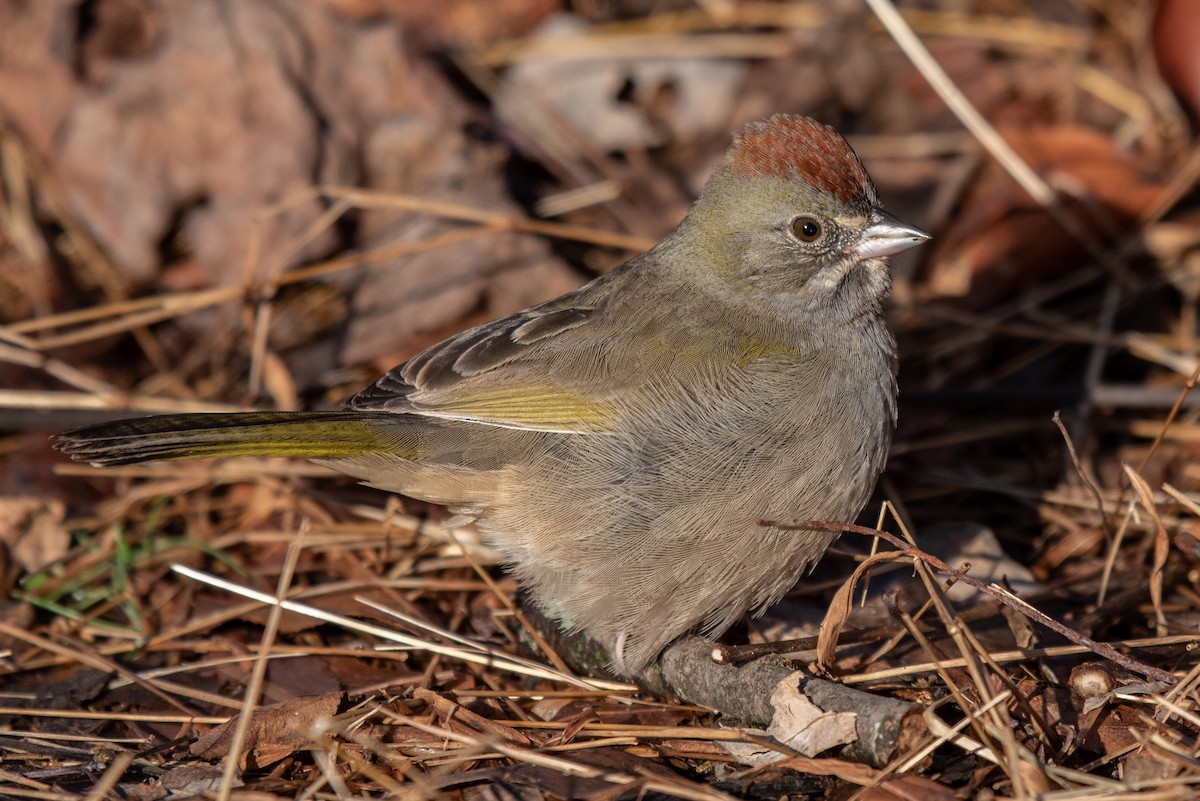 Green-tailed Towhee - Kayann Cassidy