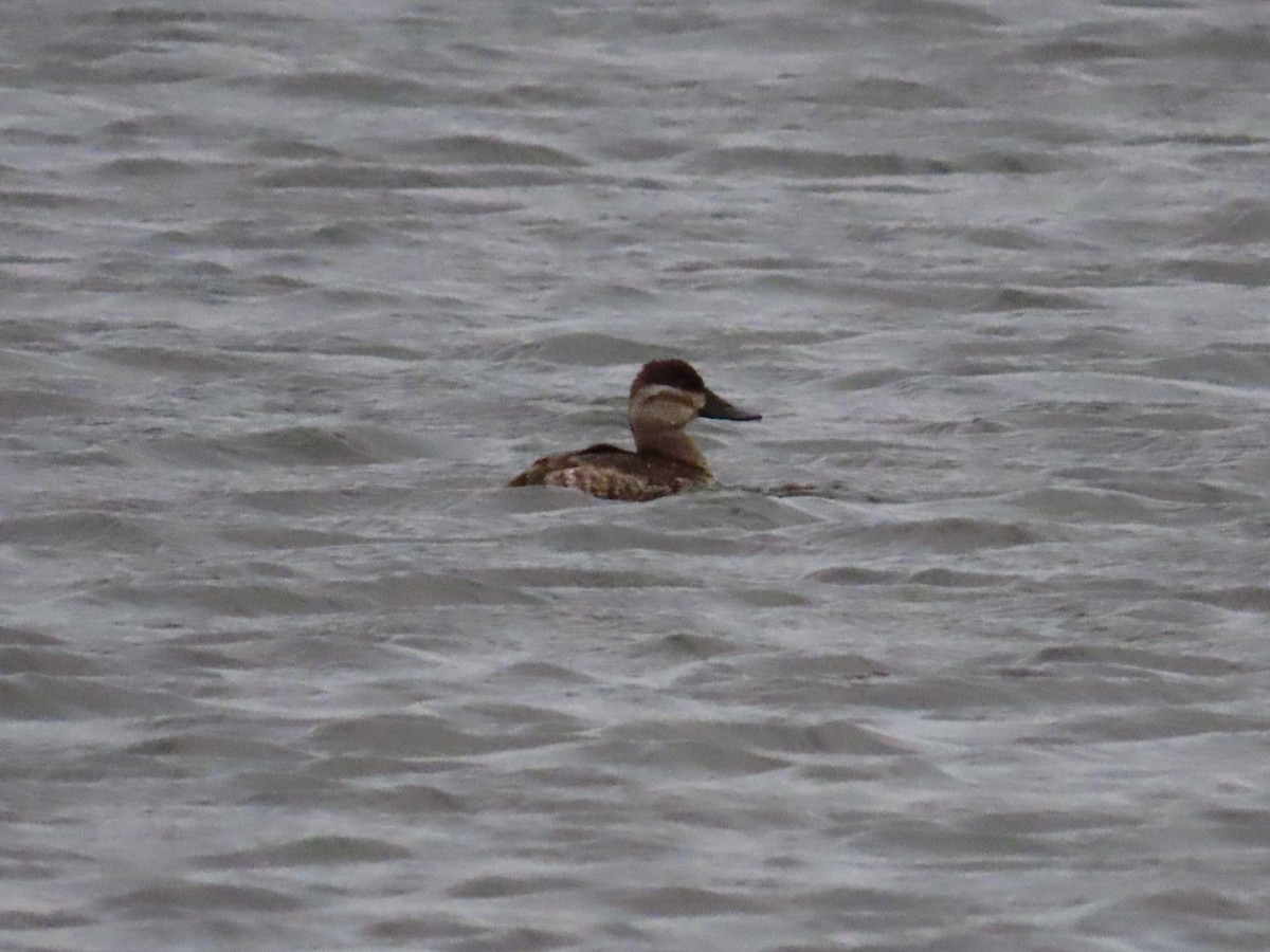 Ruddy Duck - ML192660451