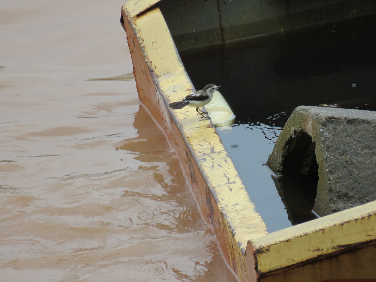 Pied Water-Tyrant - ML192660571