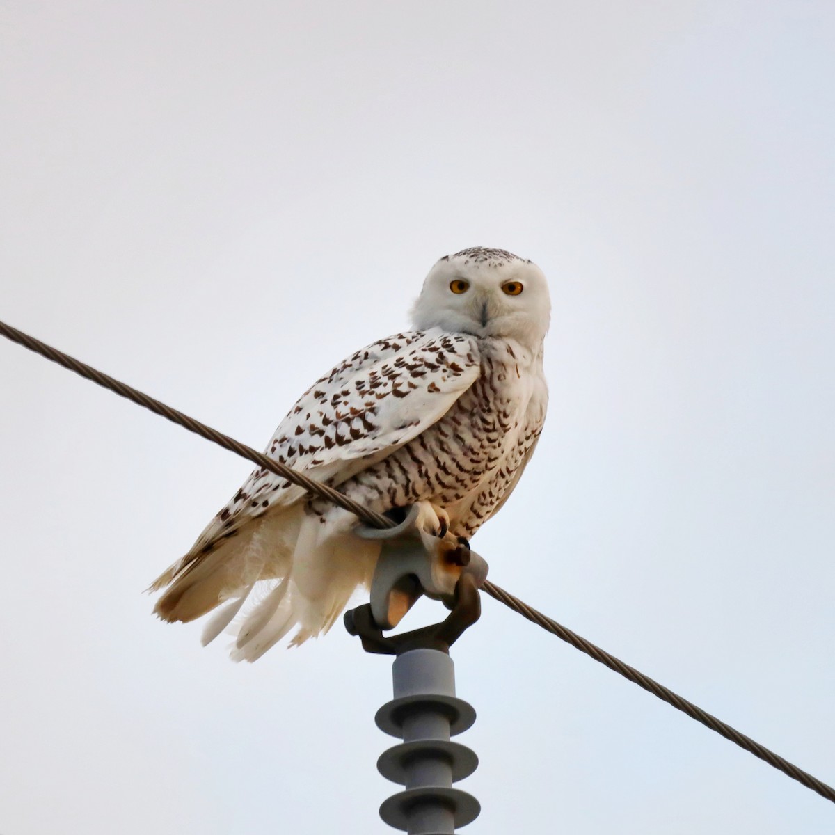 Snowy Owl - Tyler Mate
