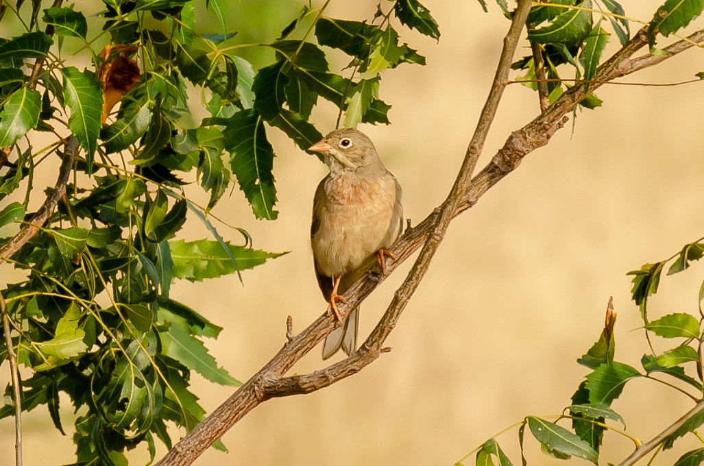 Gray-necked Bunting - ML192661431