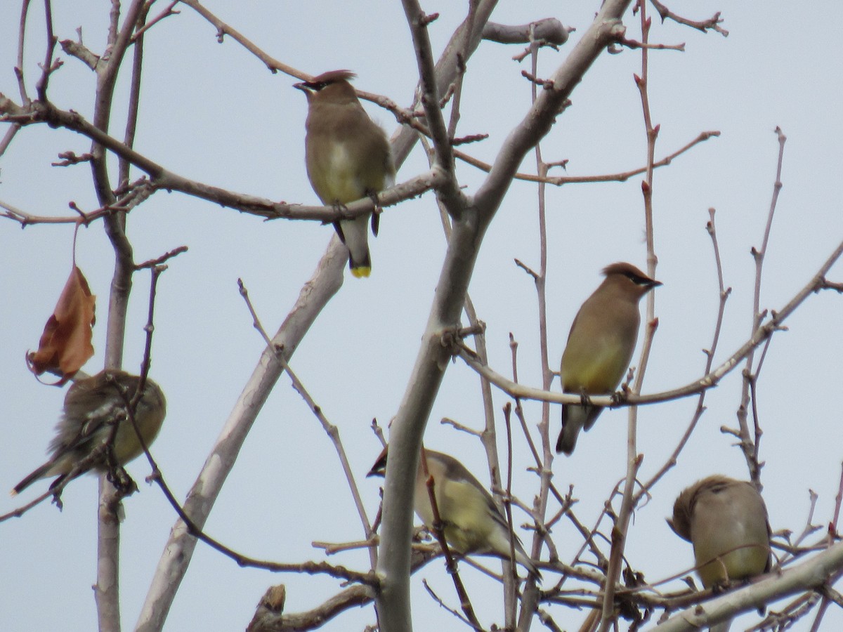 Cedar Waxwing - ML192662021