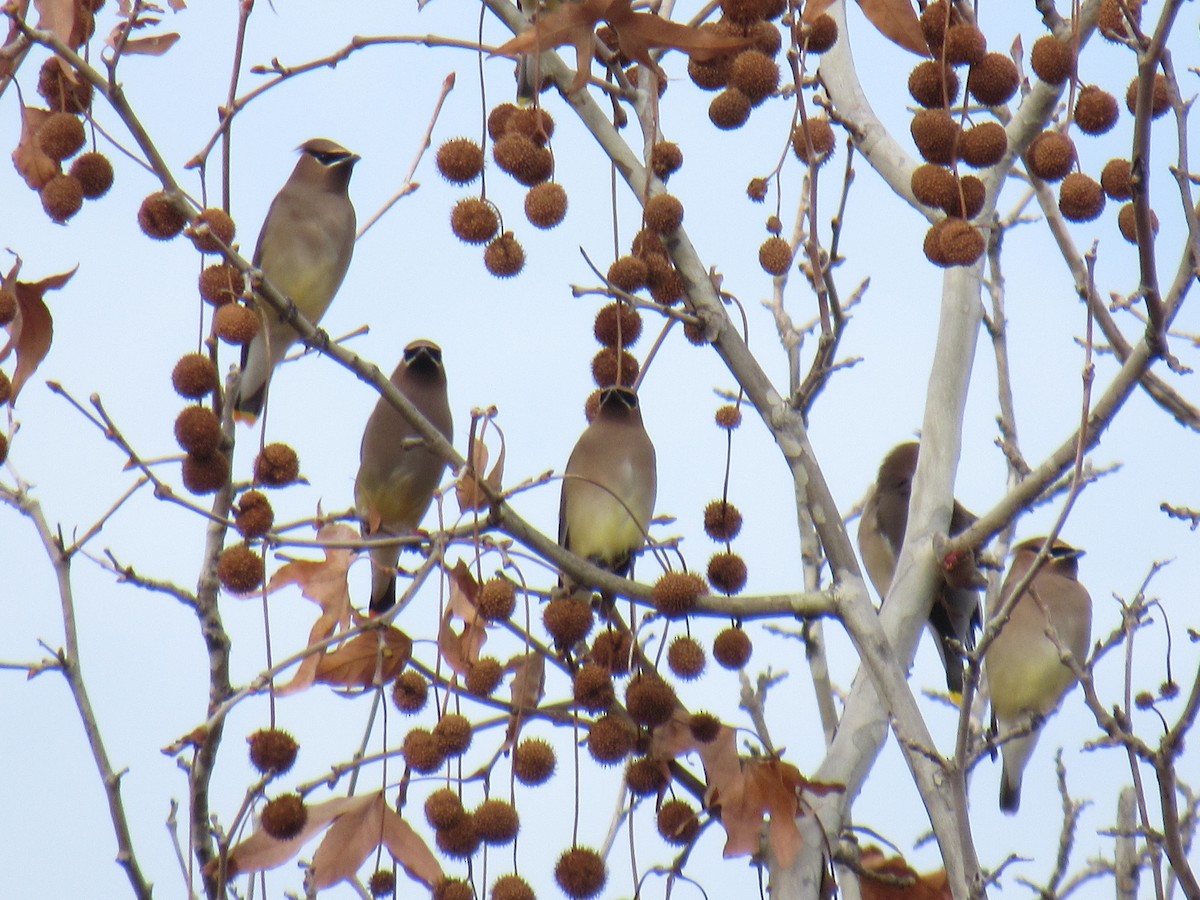 Cedar Waxwing - ML192662041