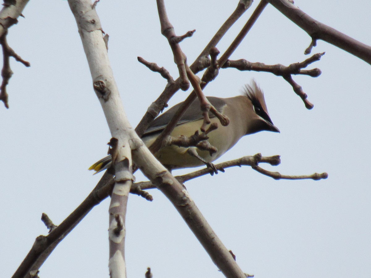 Cedar Waxwing - ML192662071