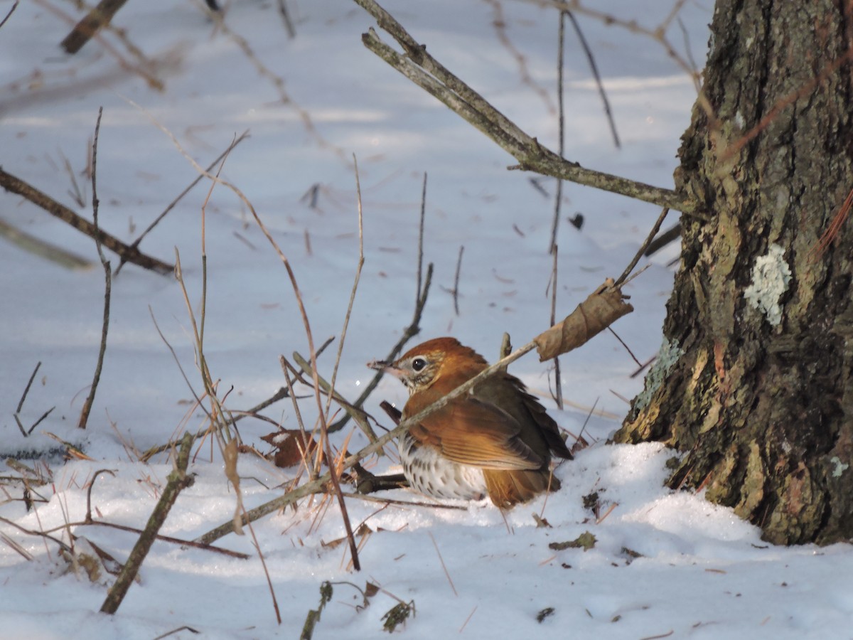 Wood Thrush - ML192662121