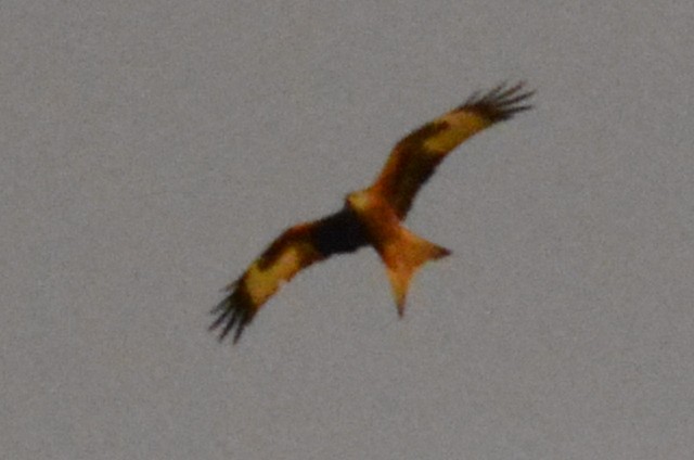 Red Kite - Diego Montenegro