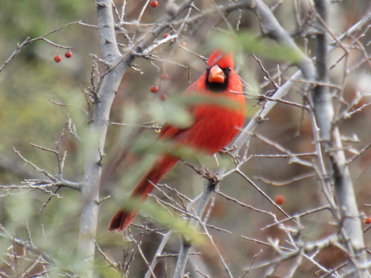 Northern Cardinal - roger rohback