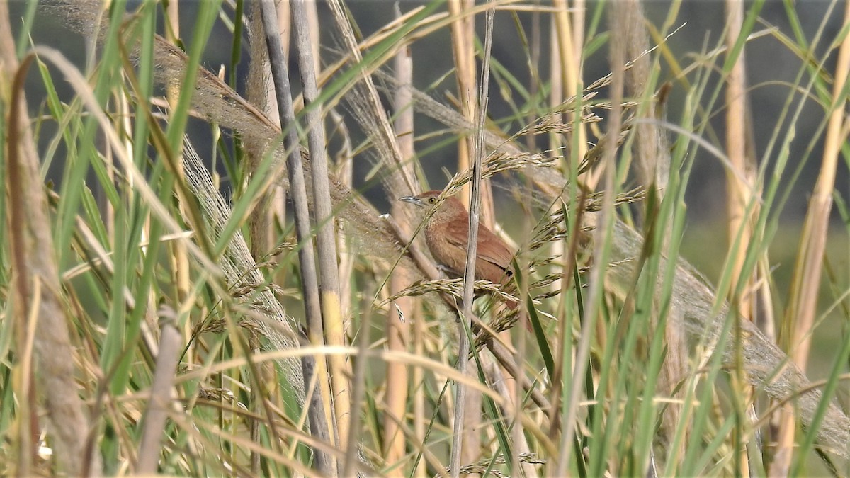 Freckle-breasted Thornbird - ML192662921