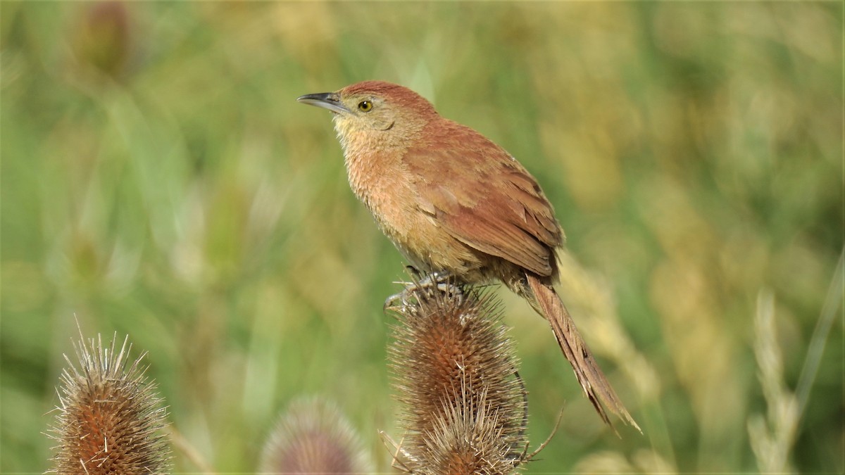 Freckle-breasted Thornbird - ML192662961