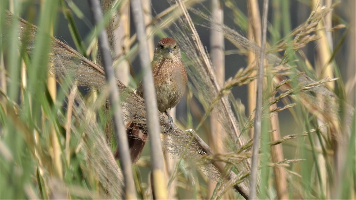 Freckle-breasted Thornbird - ML192662971