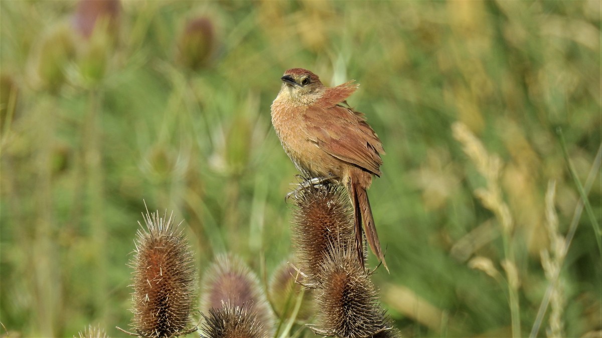 Freckle-breasted Thornbird - ML192662981