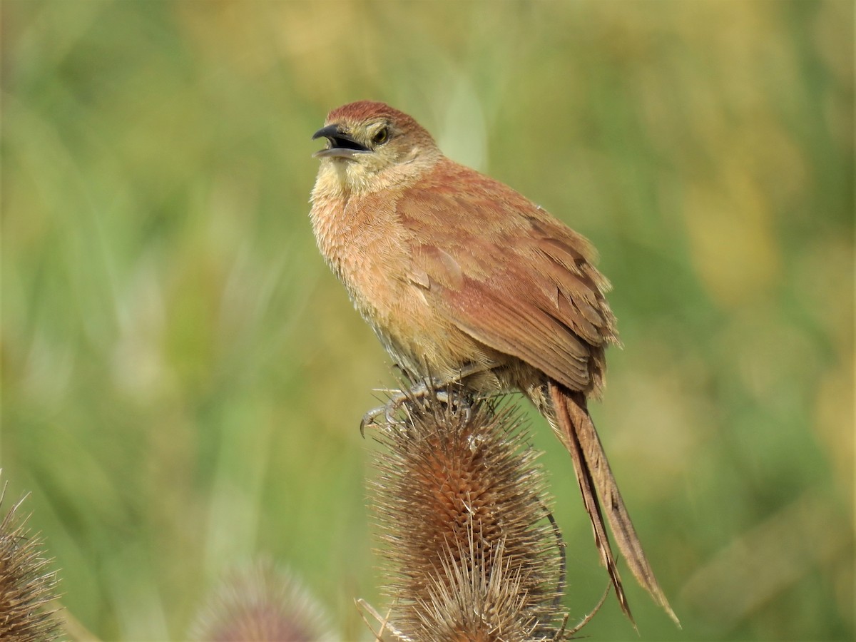 Freckle-breasted Thornbird - ML192663121