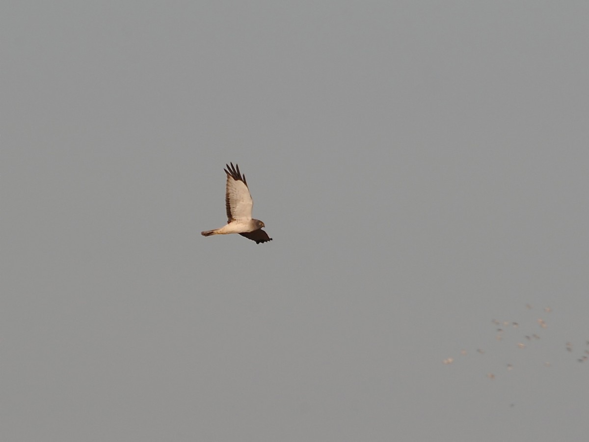 Northern Harrier - ML192664401
