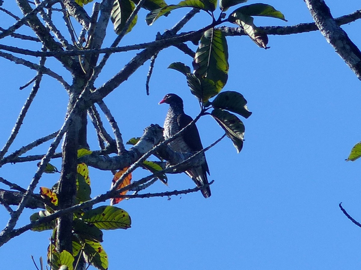 Scaled Pigeon - ML192665931