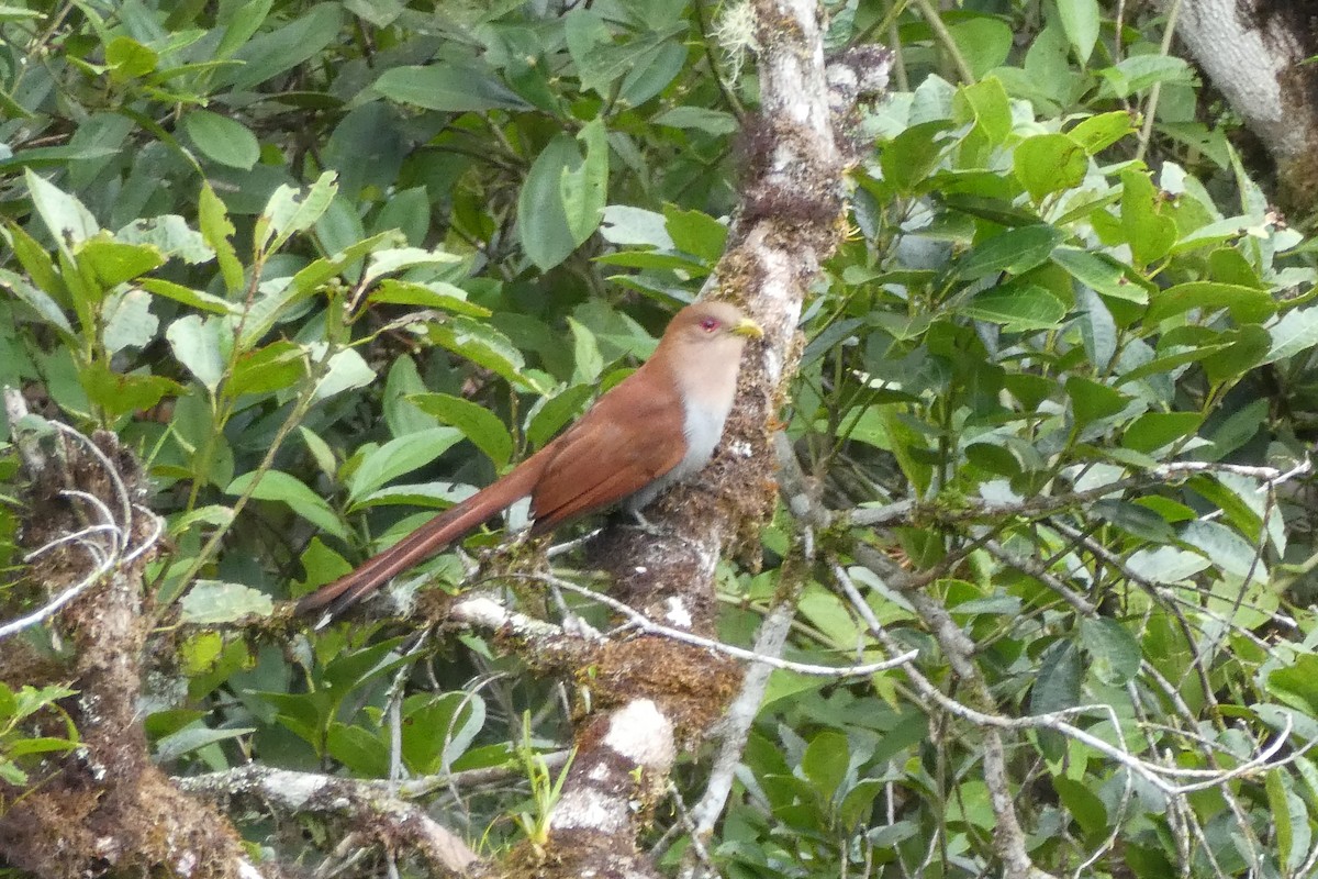 Squirrel Cuckoo - ML192666031