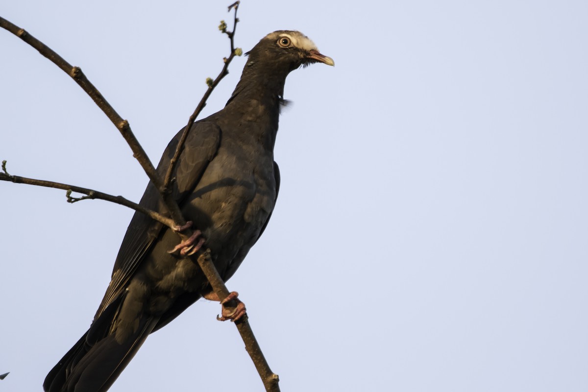 White-crowned Pigeon - ML192666181