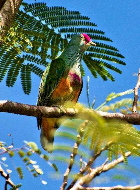 Mariana Fruit-Dove - ML192666291