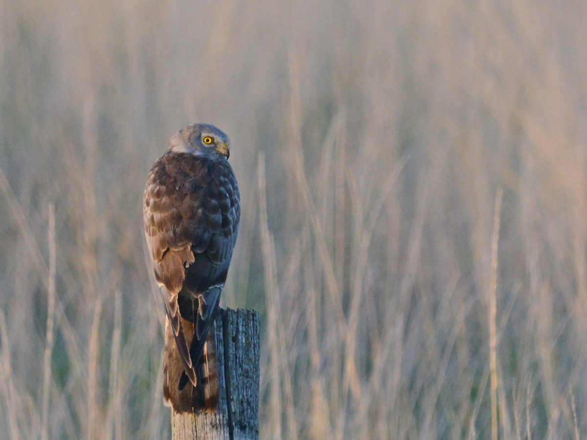 Northern Harrier - ML192666361