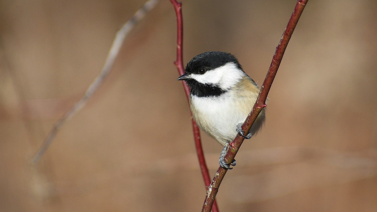 Mésange à tête noire - ML192666861