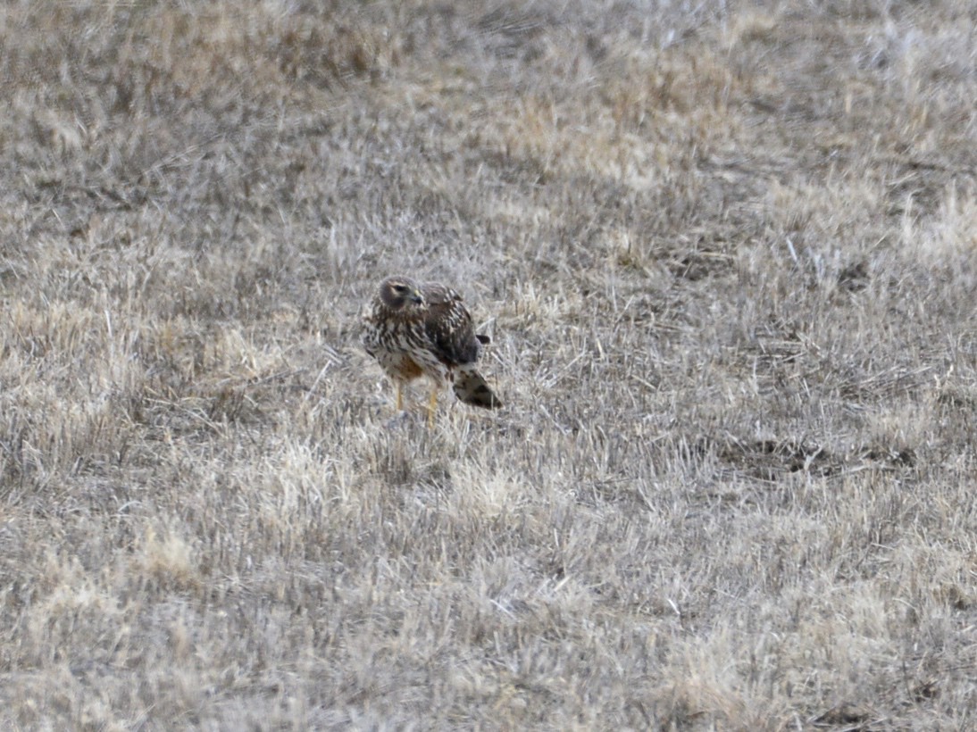 Northern Harrier - ML192667421