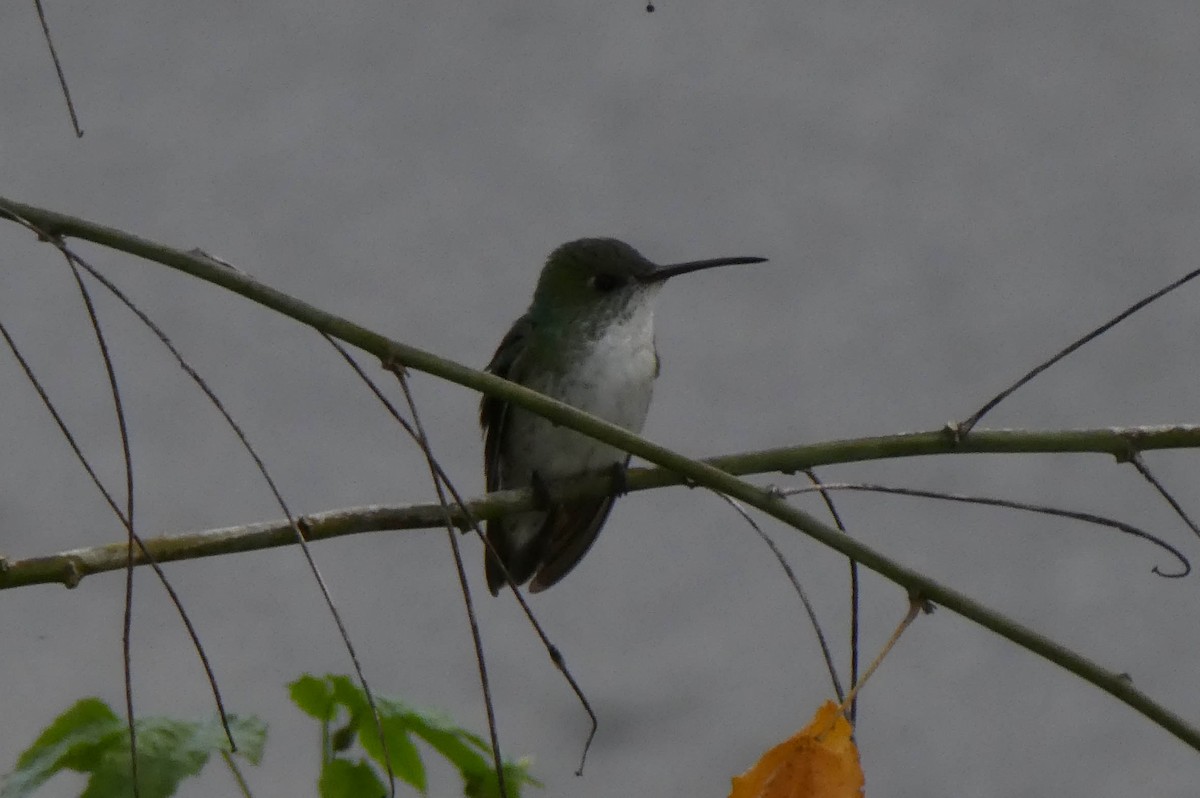 White-bellied Hummingbird - Jonathan Barnaby