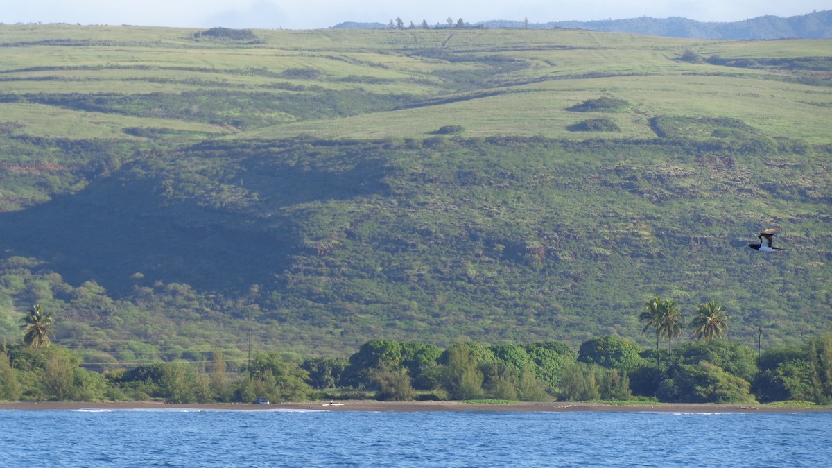 Brown Booby (Forster's) - ML192667821