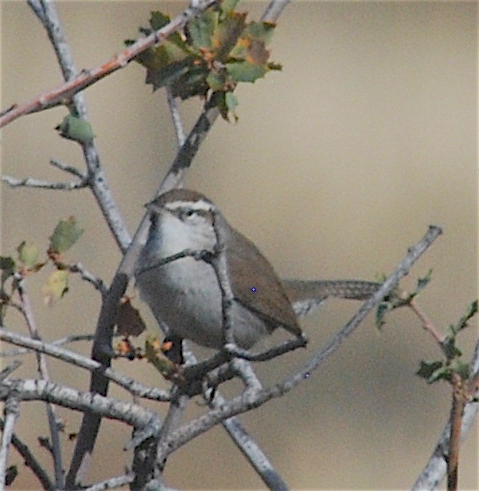 Bewick's Wren - Anonymous