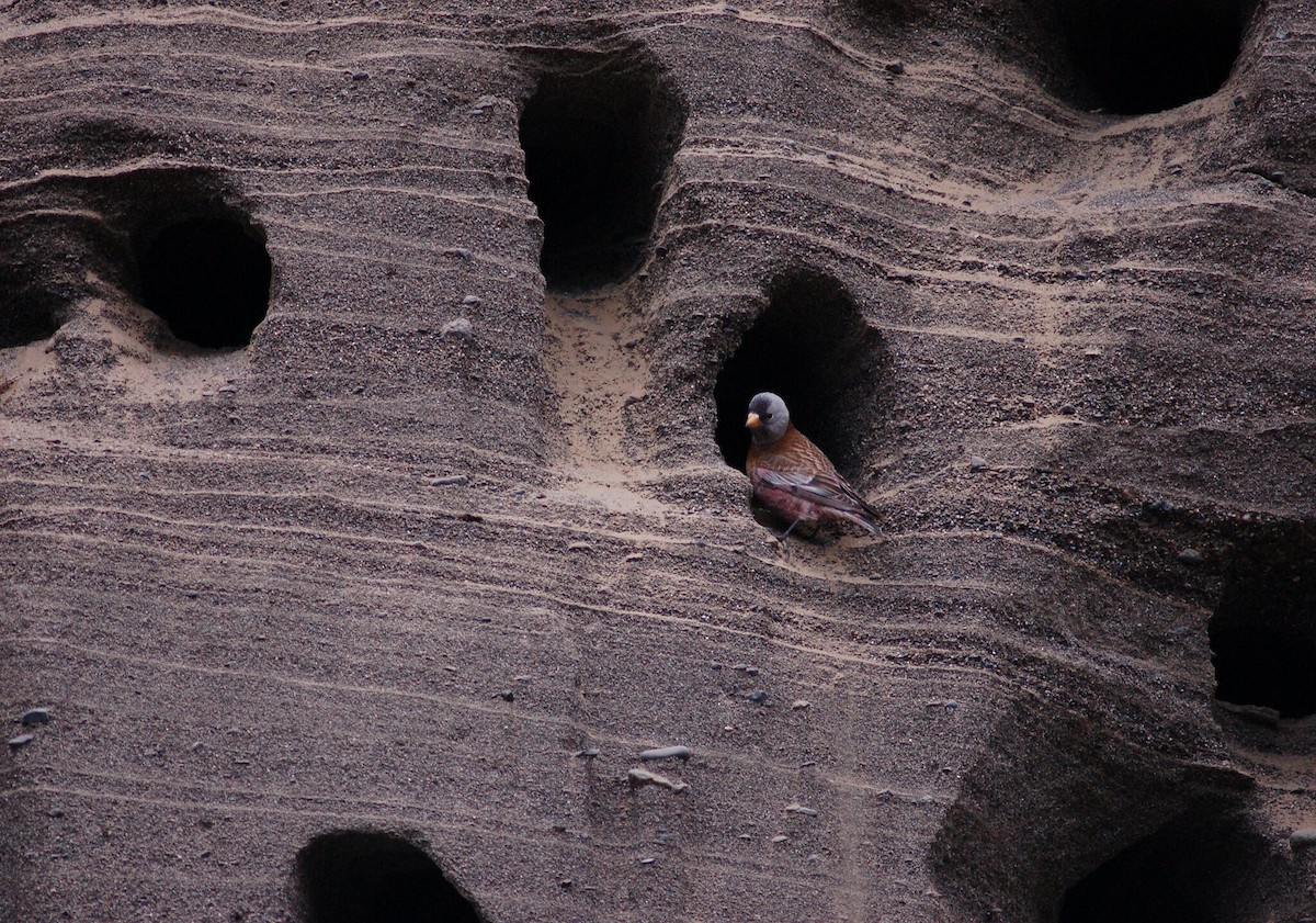 Gray-crowned Rosy-Finch - ML192671201