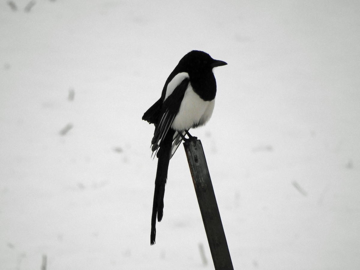 Mika iparramerikarra - ML192671261