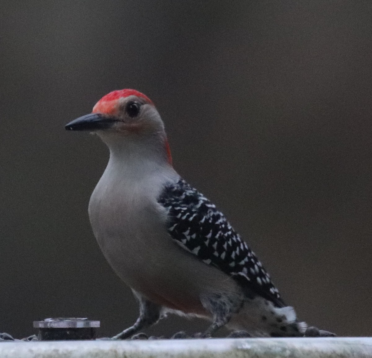 Red-bellied Woodpecker - ML192671481