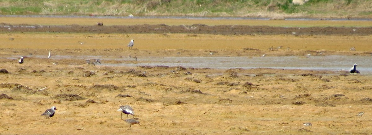 Red Knot - ML192671681