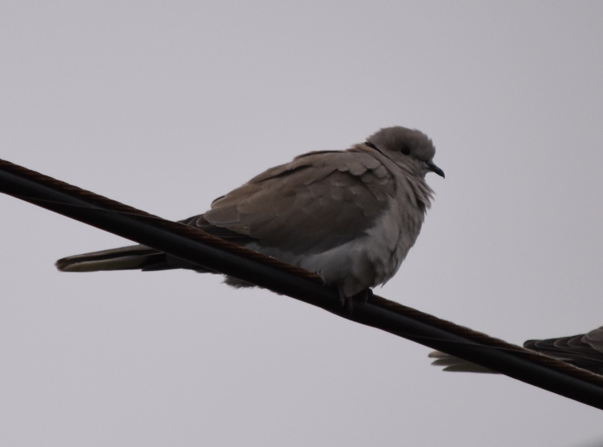 Eurasian Collared-Dove - ML192671801