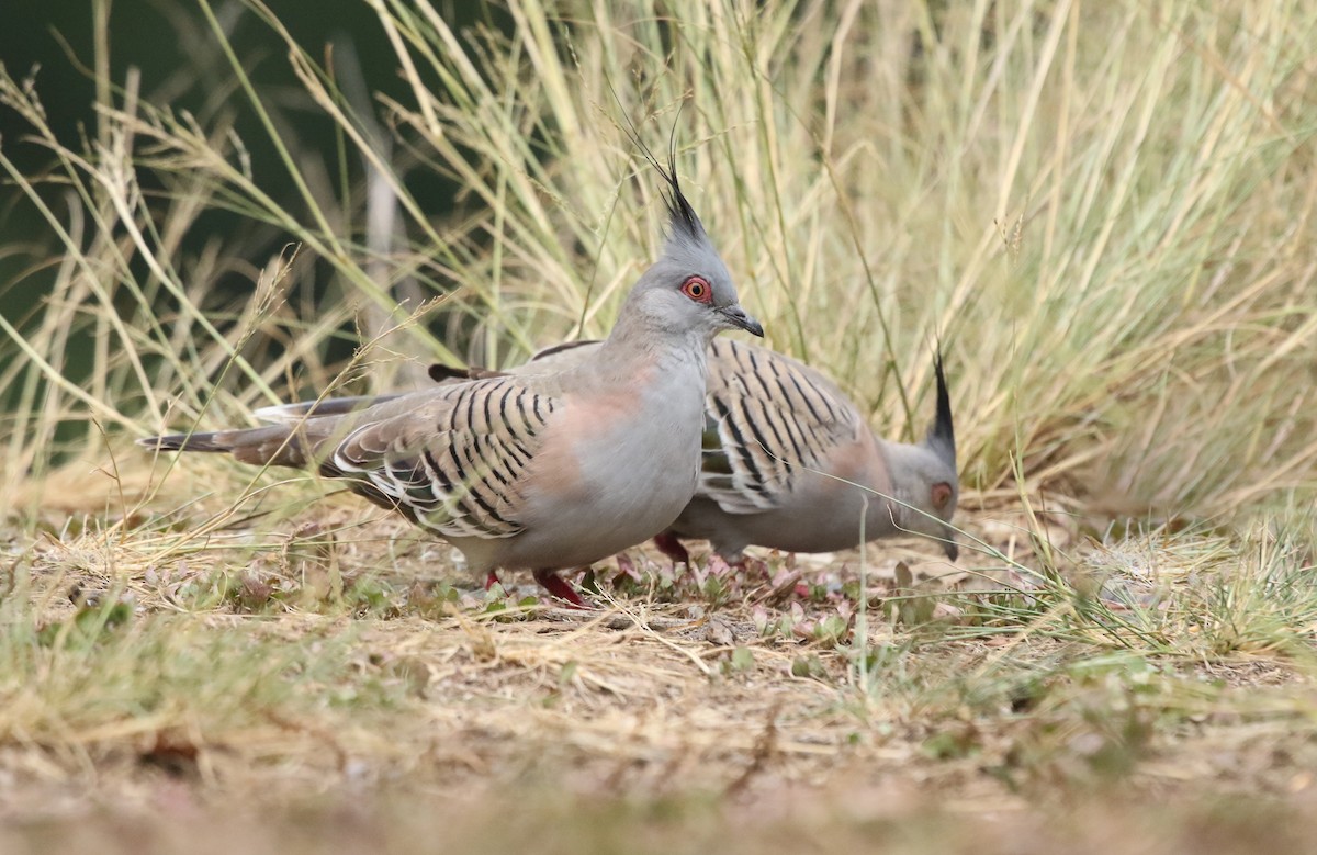 Crested Pigeon - ML192672521