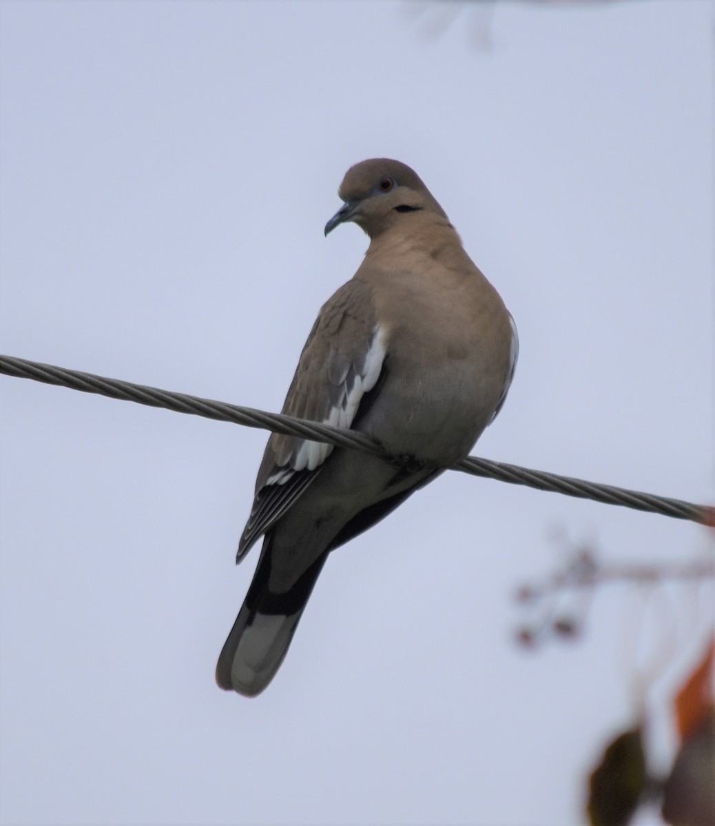 White-winged Dove - Jon McIntyre