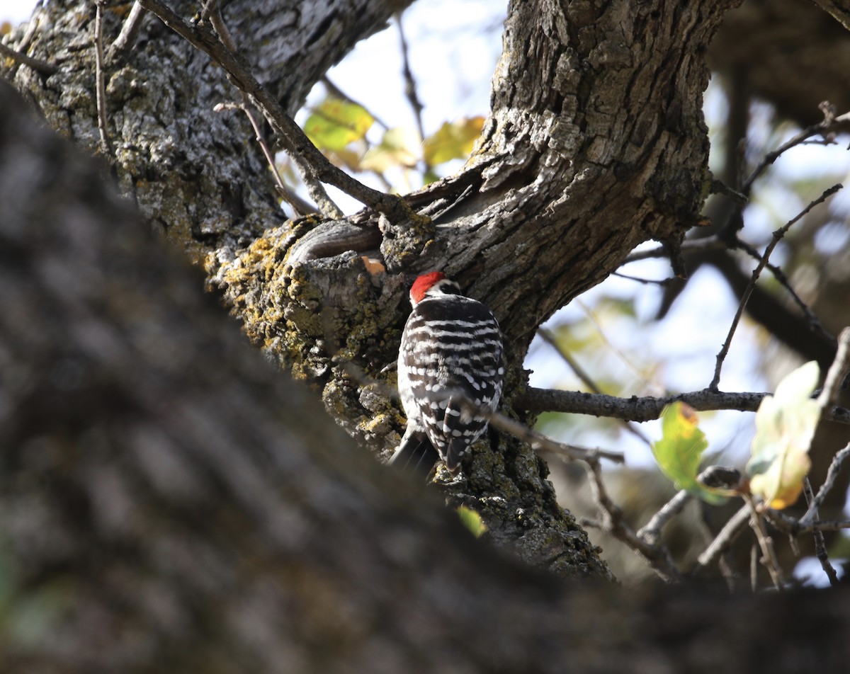 Nuttall's Woodpecker - Mickey Dyke