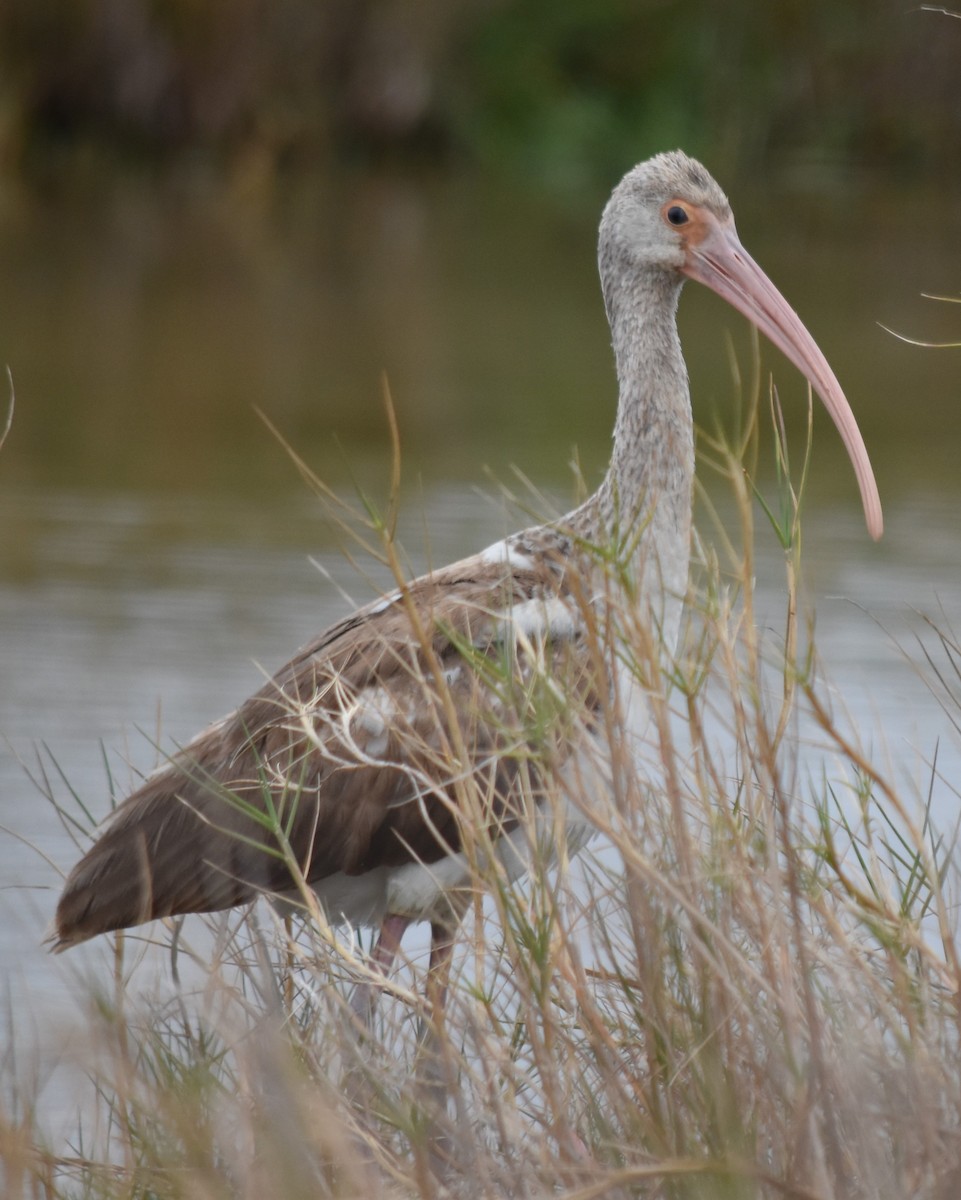 White Ibis - Jon McIntyre